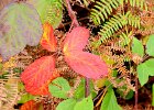 TAPESTRY OF LEAVES.JPG